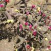 A weird desert plant that caught our attention